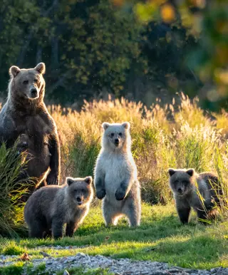Beobachte Bären im Katmai Nationalpark
